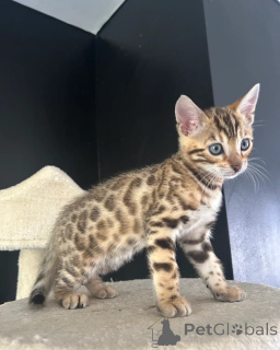 Photo №1. bengal cat - for sale in the city of Öhringen | 329$ | Announcement № 151865