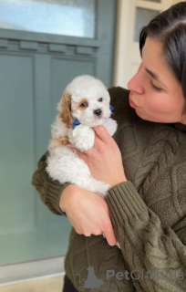 Photo №1. cavalier king charles spaniel - for sale in the city of Măgurele | negotiated | Announcement № 165233