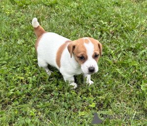 Photo №4. I will sell jack russell terrier in the city of Helsinki. private announcement - price - Is free