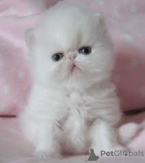 Photo №2 to announcement № 163257 for the sale of persian cat - buy in Switzerland private announcement, breeder