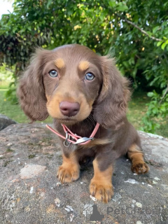 Photo №4. I will sell dachshund in the city of Valmadonna. breeder - price - negotiated