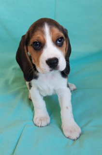 Photo №1. beagle - for sale in the city of Москва | 399$ | Announcement № 2250