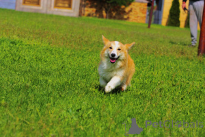 Photo №2 to announcement № 141162 for the sale of welsh corgi - buy in Serbia breeder