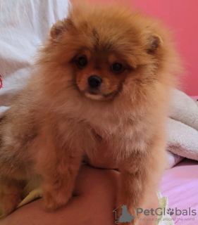 Additional photos: Pomeranian Spitz puppies