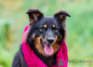 Photo №1. non-pedigree dogs - for sale in the city of Moscow river | Is free | Announcement № 156498