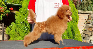 Photo №4. I will sell poodle (toy) in the city of Москва. from nursery - price - negotiated