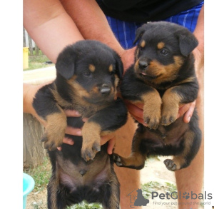 Photo №1. rottweiler - for sale in the city of Гамбург | negotiated | Announcement № 65570