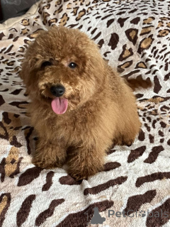 Photo №3. Toy poodle girl 7 months. Ukraine