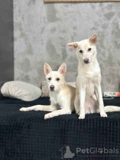 Photo №3. Puppies Yuchi and Miyuki are looking for a person!. Russian Federation