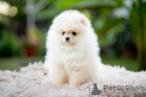 Photo №4. I will sell  in the city of Нови Сад. breeder - price - negotiated