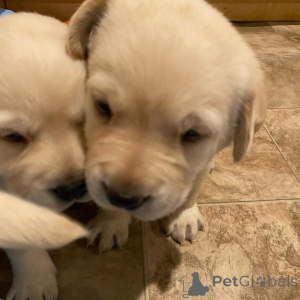 Photo №1. labrador retriever - for sale in the city of CalW | negotiated | Announcement № 162466