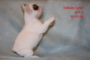 Photo №2 to announcement № 1243 for the sale of french bulldog - buy in Russian Federation breeder