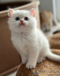 Photo №1. persian cat - for sale in the city of Dresden | negotiated | Announcement № 165342