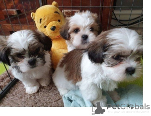 Photo №1. shih tzu - for sale in the city of Delbruk | 361$ | Announcement № 171451