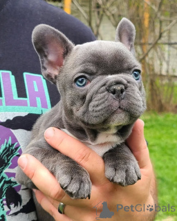 Photo №1. french bulldog - for sale in the city of Berlin | negotiated | Announcement № 158642
