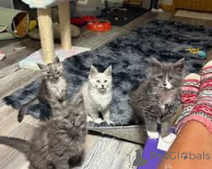 Photo №1. maine coon - for sale in the city of Tampere | 723$ | Announcement № 161517
