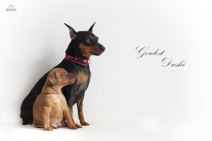 Photo №4. I will sell miniature pinscher in the city of Gomel. from nursery - price - 400$