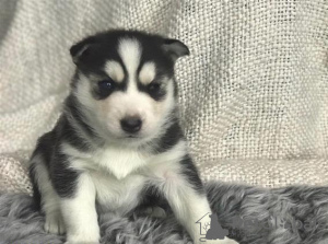 Photo №1. siberian husky - for sale in the city of Неймеген | Is free | Announcement № 123939