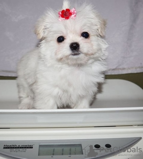 Photo №2 to announcement № 107549 for the sale of maltese dog - buy in Austria private announcement