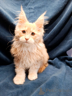 Additional photos: A chic kitten boy