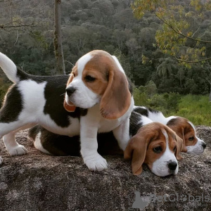 Photo №2 to announcement № 113456 for the sale of beagle - buy in United States 