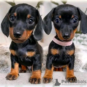 Photo №1. dachshund - for sale in the city of Stockholm | 359$ | Announcement № 13395