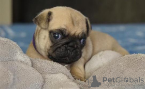 Photo №1. pug - for sale in the city of Berlin | 423$ | Announcement № 121066