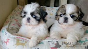 Photo №1. shih tzu - for sale in the city of Helsinki | negotiated | Announcement № 108671