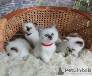 Photo №1. birman - for sale in the city of Антверпен | negotiated | Announcement № 129127