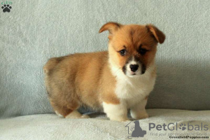 Photo №1. welsh corgi - for sale in the city of Cholargos | 296$ | Announcement № 63543