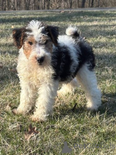 Photo №1. fox terrier - for sale in the city of Beilngries | 599$ | Announcement № 175105