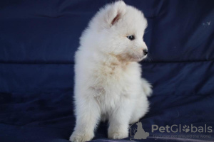 Photo №4. I will sell samoyed dog in the city of Kraljevo. breeder - price - negotiated