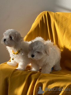 Photo №1. maltese dog - for sale in the city of Berlin | negotiated | Announcement № 115866