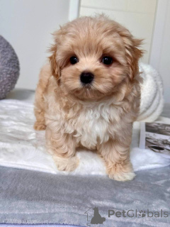 Photo №1. maltipu - for sale in the city of Aiola | 329$ | Announcement № 145972