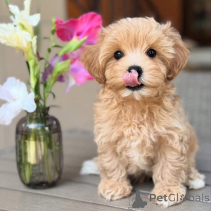 Photo №1. maltese dog - for sale in the city of Coire | negotiated | Announcement № 159933