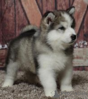 Photo №1. alaskan malamute - for sale in the city of City of London | negotiated | Announcement № 171143