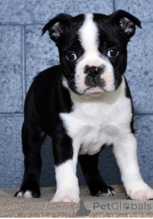 Photo №1. boston terrier - for sale in the city of Charleroi | negotiated | Announcement № 170816