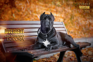 Photo №2 to announcement № 6299 for the sale of cane corso - buy in Russian Federation private announcement