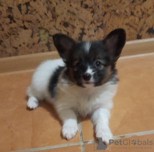 Photo №4. I will sell papillon dog in the city of Berlin. private announcement, from nursery, breeder - price - 828$