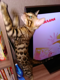 Photo №2 to announcement № 1915 for the sale of bengal cat - buy in Russian Federation from nursery