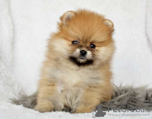 Photo №4. I will sell pomeranian in the city of Uppsala.  - price - Is free