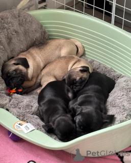Photo №2 to announcement № 148579 for the sale of pug - buy in Czech Republic private announcement