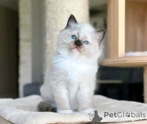 Photo №1. ragdoll - for sale in the city of Berlin | 282$ | Announcement № 137224