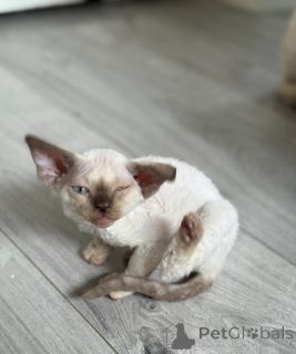 Photo №1. devon rex - for sale in the city of Burg | 329$ | Announcement № 150500