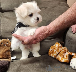 Photo №1. maltese dog - for sale in the city of Palermo | 371$ | Announcement № 107580