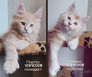 Photo №1. maine coon - for sale in the city of Москва | 391$ | Announcement № 47057
