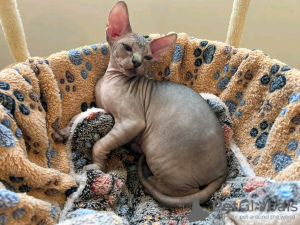 Photo №2 to announcement № 114679 for the sale of sphynx-katze - buy in France private announcement