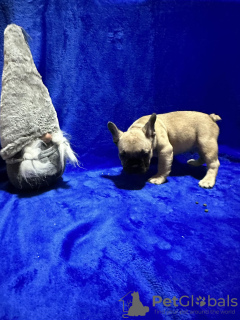 Photo №4. I will sell french bulldog in the city of Kragujevac. private announcement - price - negotiated