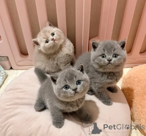 Photo №1. british shorthair - for sale in the city of Jönköping | Is free | Announcement № 165426