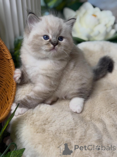 Photo №2 to announcement № 157125 for the sale of ragdoll - buy in Germany breeder